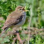 Booted Warbler / Iduna caligata