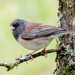 Dark-eyed Junco / Junco hyemalis
