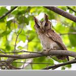 White-fronted Scops Owl / Otus sagittatus