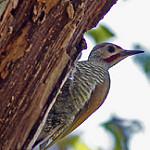 Серошапочный дятел / Colaptes auricularis