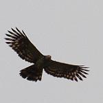 Длиннохвостый осоед / Henicopernis longicauda