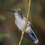 Napo Sabrewing / Campylopterus villaviscensio
