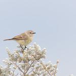 Slender-billed Thornbill / Acanthiza iredalei