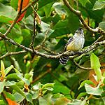 Chapman's Antshrike / Thamnophilus zarumae
