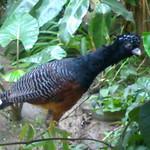 Blue-billed Curassow / Crax alberti