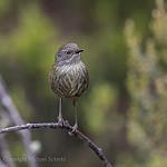 Tasmanian Scrubwren / Sericornis humilis
