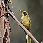 Yellow-tufted Honeyeater / Lichenostomus melanops