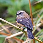 Буроспинная тираннита / Ochthoeca fumicolor