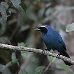 Ошейниковая сойка / Cyanolyca viridicyanus