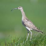 Средний кроншнеп / Numenius phaeopus