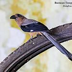 Борнейская китта / Dendrocitta cinerascens