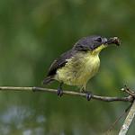 Желтобрюхая геригона / Gerygone chrysogaster
