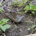 Baikal Bush Warbler / Locustella davidi