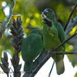 Black-billed Amazon / Amazona agilis