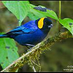 Yellow-scarfed Tanager / Iridosornis reinhardti