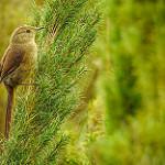 Itatiaia Spinetail / Asthenes moreirae