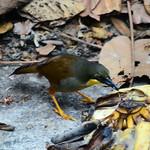 Rufous-vented Laughingthrush / Pterorhinus gularis
