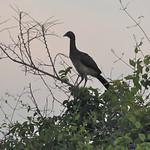 Chestnut-winged Chachalaca / Ortalis garrula