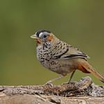 Rufous-chinned Laughingthrush / Ianthocincla rufogularis
