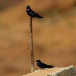 Синяя ласточка / Hirundo nigrita