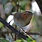 Ochraceous Wren / Troglodytes ochraceus