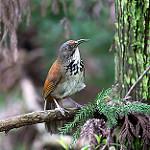 Black-necklaced Scimitar Babbler / Erythrogenys erythrocnemis
