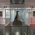 Бескрылая гагарка / Pinguinus impennis