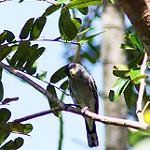 Черношапочный бекард / Pachyramphus marginatus