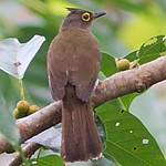 Yellow-wattled Bulbul / Poliolophus urostictus