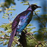 Бархатный спрео / Hylopsar purpureiceps