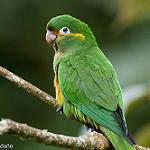Golden-plumed Parakeet / Leptosittaca branickii