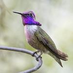 Costa's Hummingbird / Calypte costae
