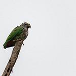Сливоголовый амазонет / Pionus tumultuosus
