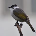 Styan's Bulbul / Pycnonotus taivanus