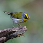 Black-faced Warbler / Abroscopus schisticeps