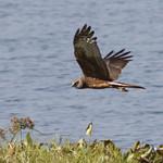 Pied Harrier / Circus melanoleucos