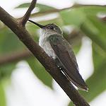 Olive-spotted Hummingbird / Talaphorus chlorocercus