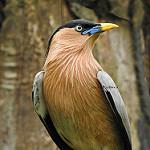 Brahminy Starling / Sturnia pagodarum