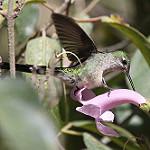 Grey-bellied Comet / Taphrolesbia griseiventris