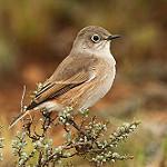 Серпокрылая трактрака / Emarginata sinuata