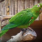 African & New World Parrots / Psittacidae photo