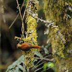 Ruddy Treerunner / Margarornis rubiginosus