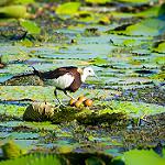 Pheasant-tailed Jacana / Hydrophasianus chirurgus