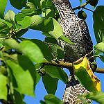 Длиннохвостый коэль / Urodynamis taitensis