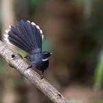 White-throated Fantail / Rhipidura albicollis