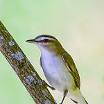 Красноглазый виреон / Vireo olivaceus
