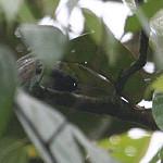 Slate-throated Gnatcatcher / Polioptila schistaceigula