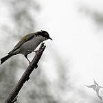 White-naped Honeyeater / Melithreptus lunatus