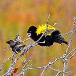 Желтоспинный ткачик / Euplectes capensis