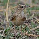 Песочный конёк / Anthus vaalensis